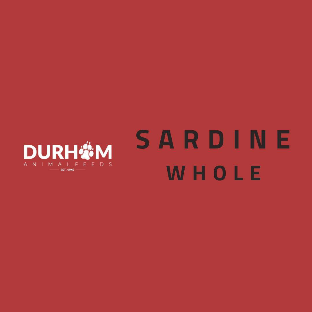 DAF - Sardine 454g