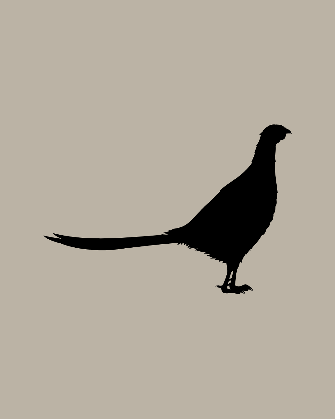 Pheasant