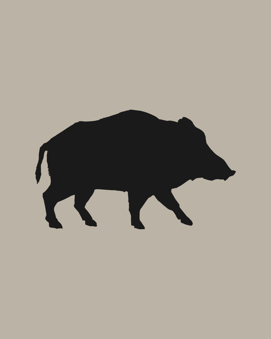 Wild Boar