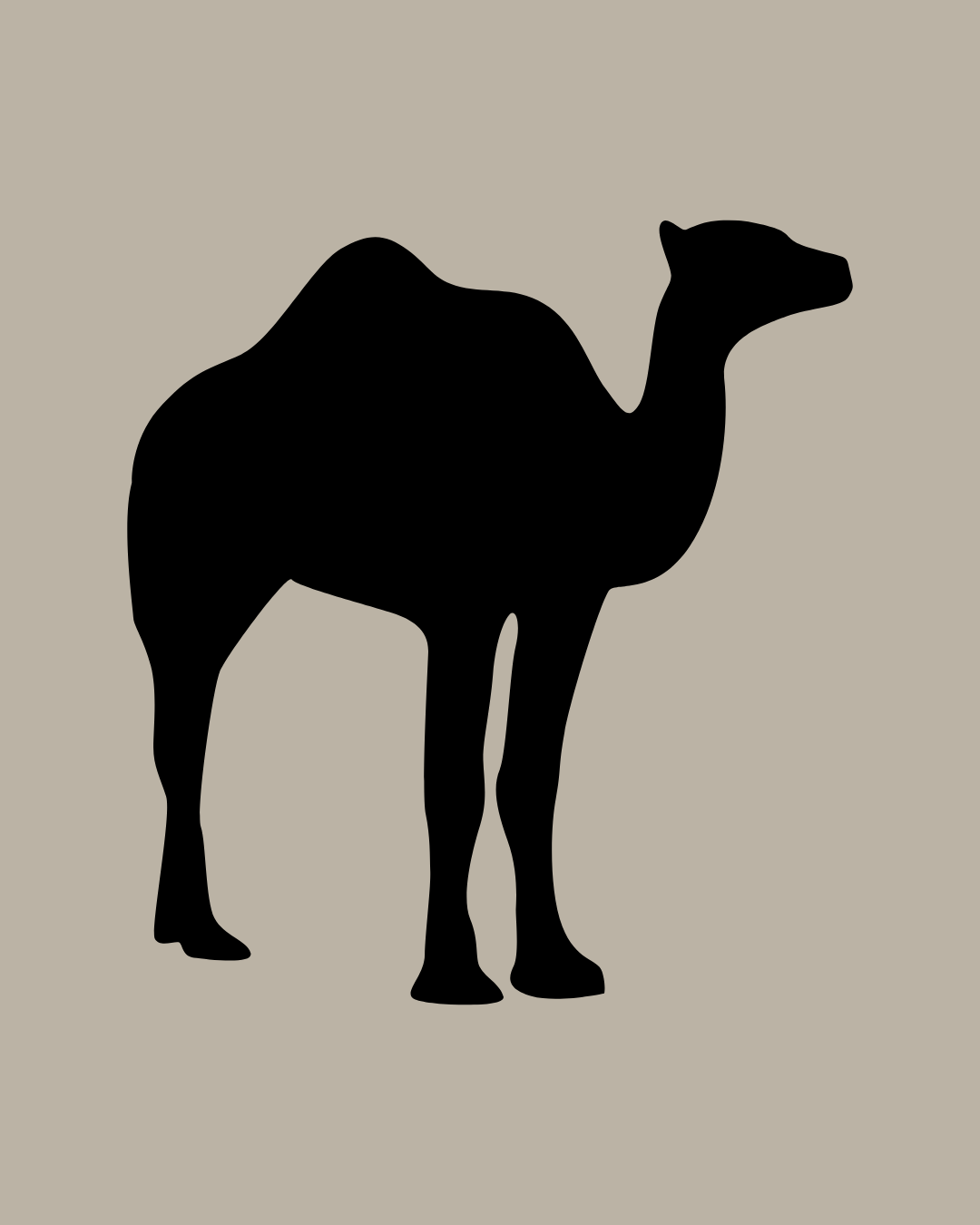Camel