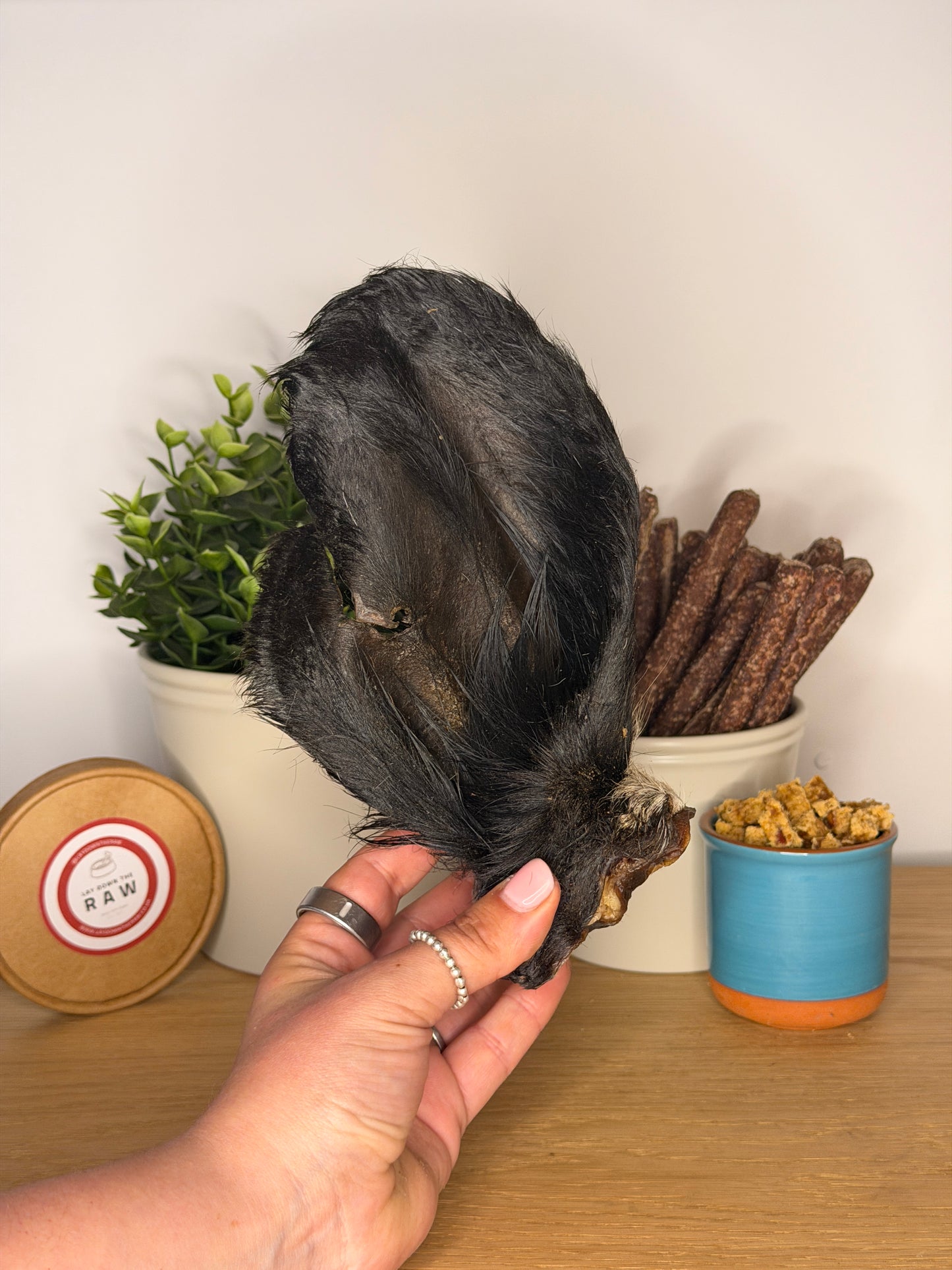 Cow Hairy Large Ear