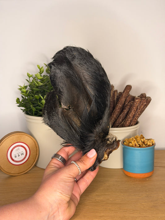 Cow Hairy Large Ear