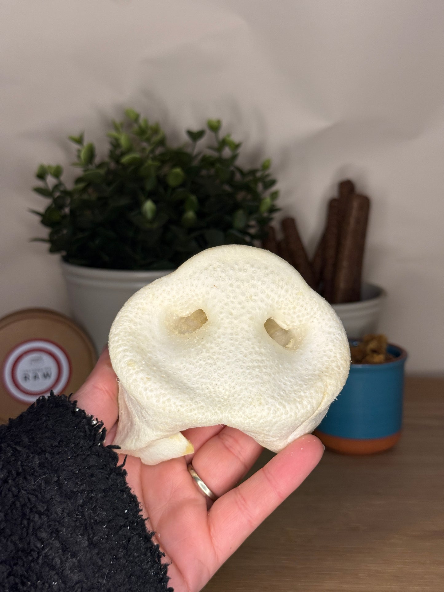 Puffed White Pig Snout