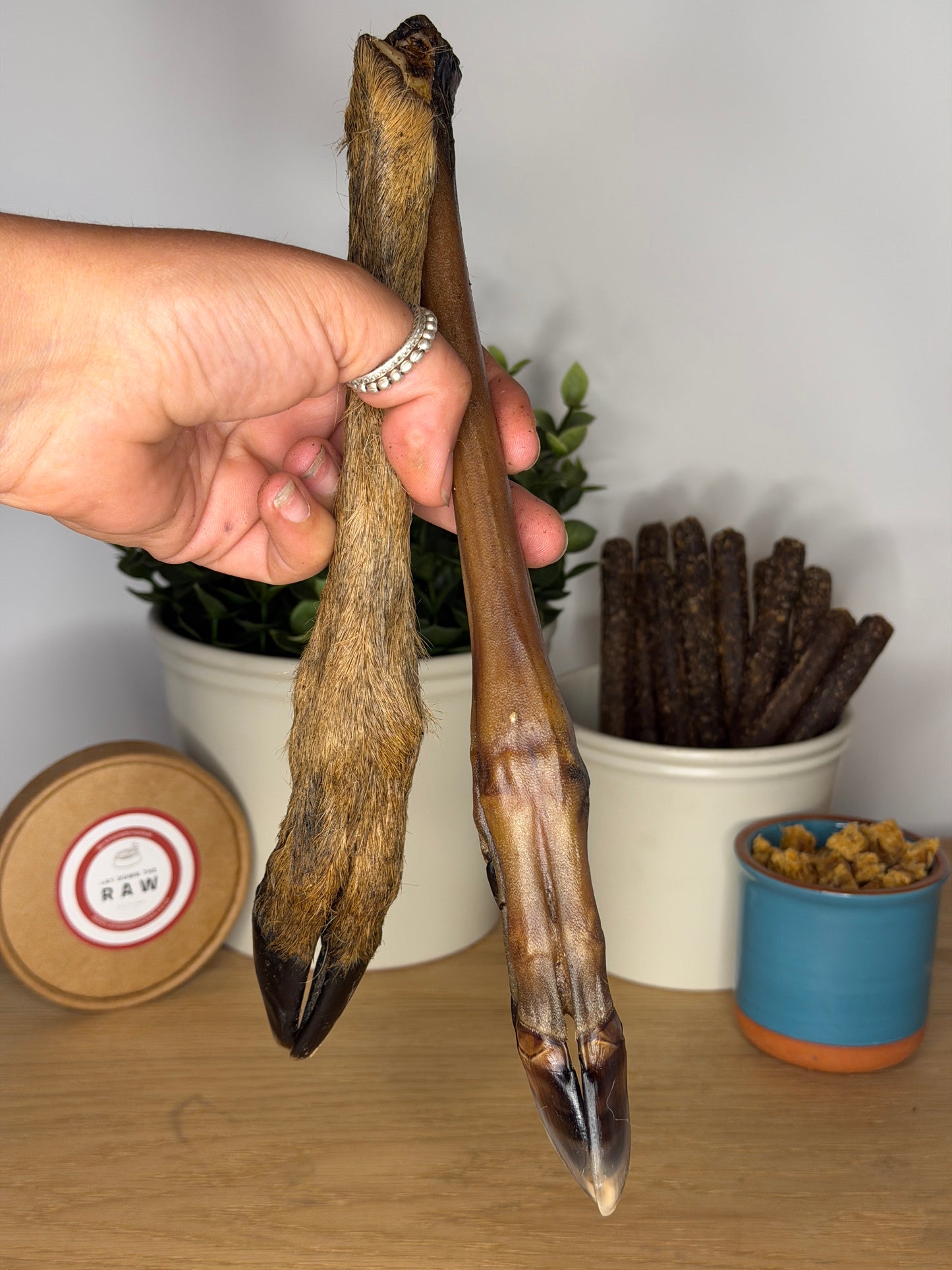Roe Deer Legs
