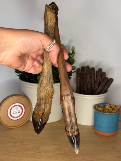 Roe Deer Legs