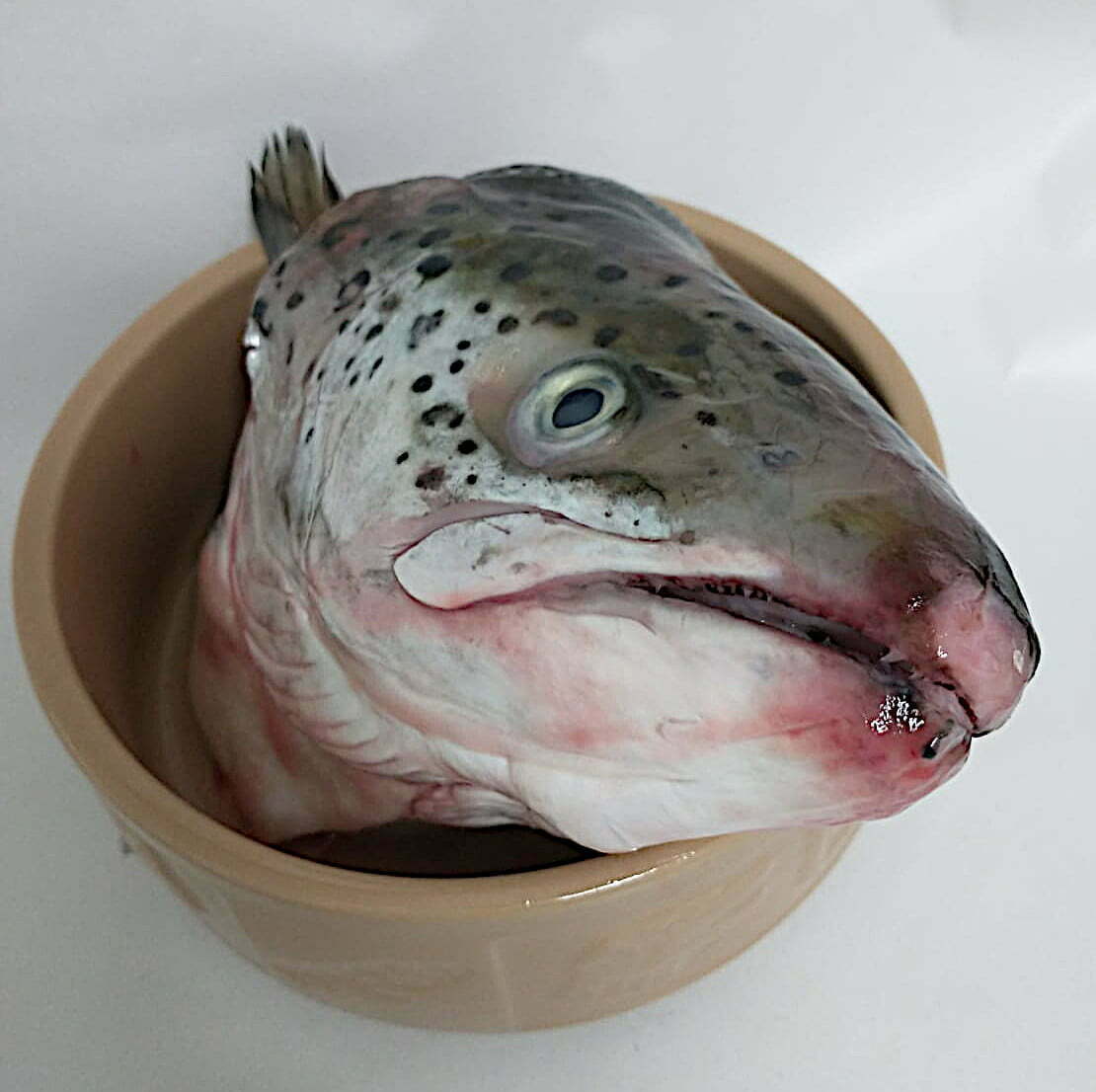 Salmon Heads - Birmingham Raw 1kg