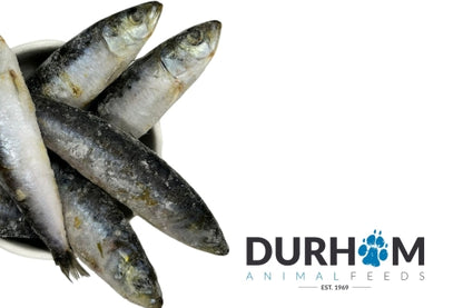 Whole Sardines - 1kg 🐟