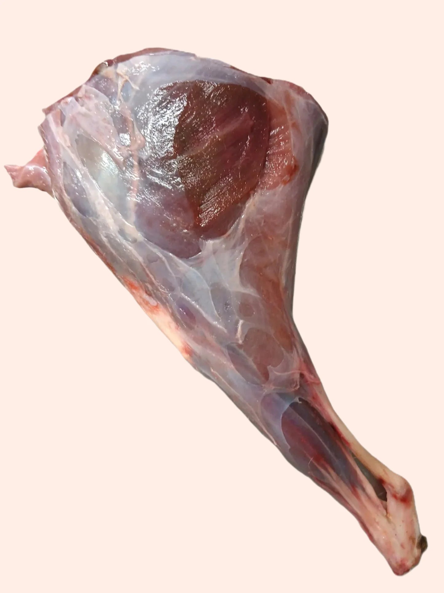 Muntjac Deer Meaty Hind Leg - The Dogs Butcher 1pc
